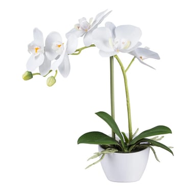 Kopu ® künstliche Orchidee 33 cm 2er-Set – eingetopfte Phalaenopsis