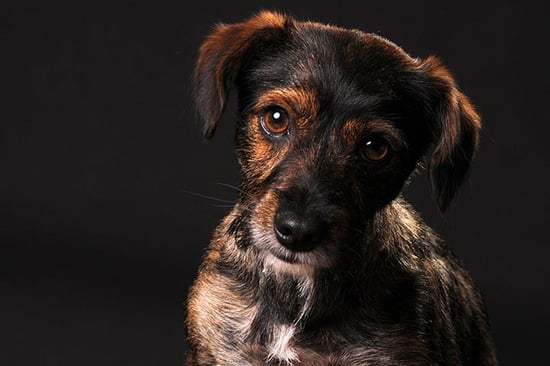Pet Portrait (eVoucher)