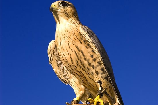 3 Hour Falconry Experience (eVoucher)