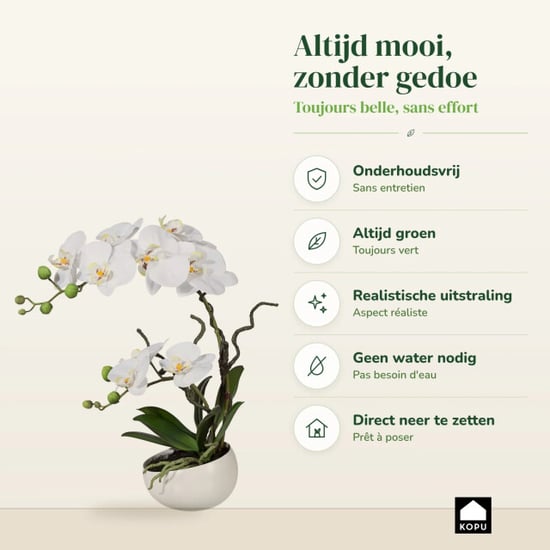 Kopu ® künstliche Orchidee 42 cm – in Schale, Phalaenopsis - Image 4