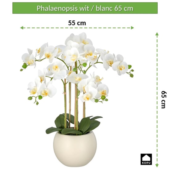 Kopu ® künstliche Orchidee 65 cm – Phalaenopsis im cremefarbenen Topf - Image 4
